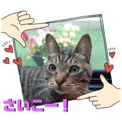 [LINEスタンプ] ひなっちぽん