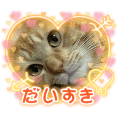 [LINEスタンプ] さぶちゃんっていう猫のスタンプ