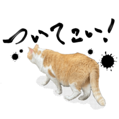 [LINEスタンプ] 野良猫のついさんこいさん