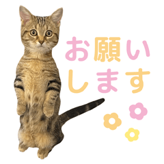 [LINEスタンプ] 短足猫マンチカンのちまきスタンプ