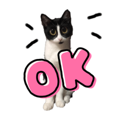 [LINEスタンプ] チロるちゃん