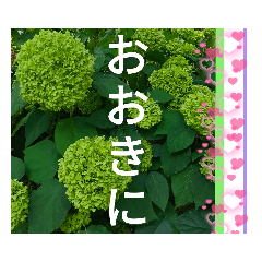 [LINEスタンプ] 京都関西系デカ字花№11byHRKemperorsSTAMP