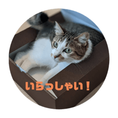 [LINEスタンプ] 我が家の猫 ココちゃん