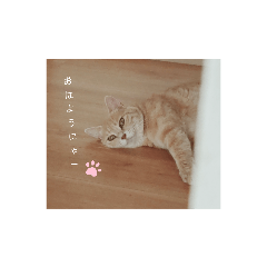 [LINEスタンプ] ねこマンちゃんスタンプ