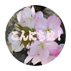 [LINEスタンプ] チェリースター桜のスタンプ