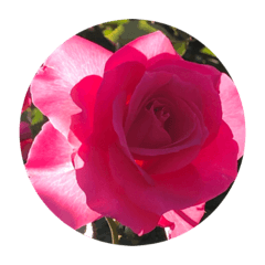 [LINEスタンプ] チェリースター薔薇のスタンプの画像（メイン）