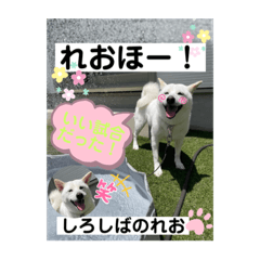 [LINEスタンプ] 柴犬。しろしばのれお8