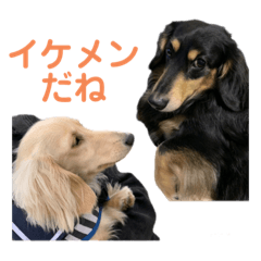 [LINEスタンプ] まったりダックスフンド