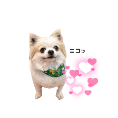 [LINEスタンプ] チワワのゆきち。②