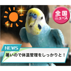 [LINEスタンプ] セキセイインコスタンプ！
