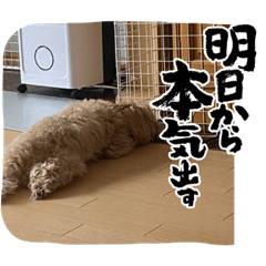 [LINEスタンプ] マルプー茶々丸5