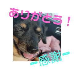 [LINEスタンプ] チワックスなごみ☆