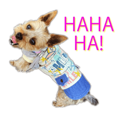 [LINEスタンプ] ヨークシャテリアのわんこです