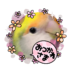 [LINEスタンプ] インコちゃん達2❤️オカメ❤️コザクラ