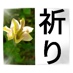 [LINEスタンプ] 合掌祈りデカ文字花画像№13by博子大公聖