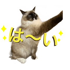 [LINEスタンプ] ラグドール のマイケルくん2