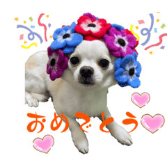 [LINEスタンプ] こんにチワワッ
