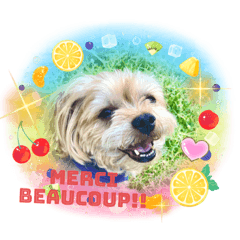 [LINEスタンプ] ヨークシャテリアKoharu のスタンプver 3！