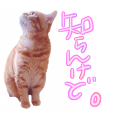 [LINEスタンプ] 猫のふわりさん③