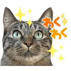 [LINEスタンプ] キジトラと三毛猫スタンプ2