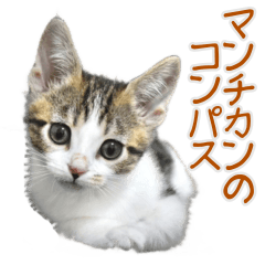 [LINEスタンプ] マンチカンのコンパスくん