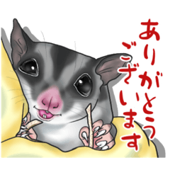 [LINEスタンプ] フクロモモンガのいる生活③敬語編