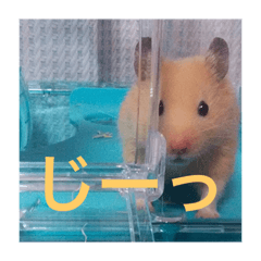 [LINEスタンプ] かわいいみかんくんのスタンプ2