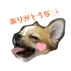 [LINEスタンプ] チワワのトウナ♪日常スタンプ