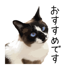 [LINEスタンプ] みーちょスタンプ第1弾