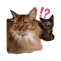 [LINEスタンプ] ちゃいろぅず。…くぅ＆もか