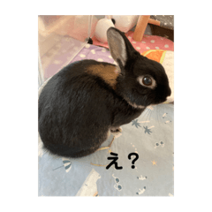 [LINEスタンプ] うさパンちゃん2