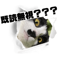 [LINEスタンプ] ねこのごまたまごのスタンプ