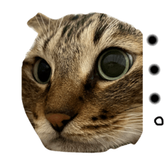 [LINEスタンプ] 緑の目2