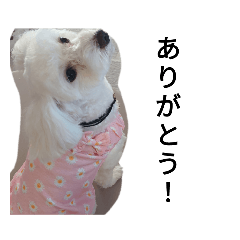 [LINEスタンプ] パンナの日常！第二弾