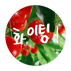 [LINEスタンプ] チェリースター♡元気な韓国語♡さくらんぼの画像（メイン）