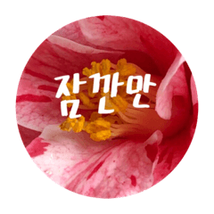 [LINEスタンプ] チェリースター♡韓国語♡花♡の画像（メイン）