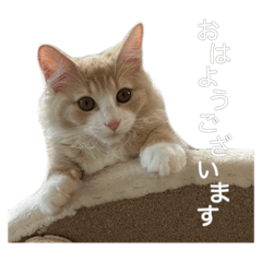 [LINEスタンプ] シャルくんの成長記録①