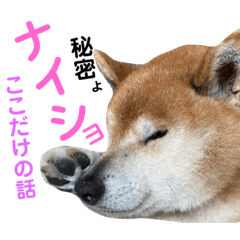 [LINEスタンプ] 柴犬リュウくんのスタンプ④母の代弁総集編