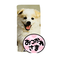 [LINEスタンプ] わんちゃん達元気いっぱい