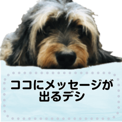 [LINEスタンプ] My dog pockys Message Sticker