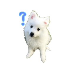 [LINEスタンプ] スピッツ(犬)スタンプ