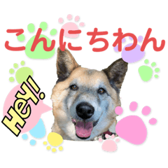 [LINEスタンプ] 保護犬オハナの日常♡セラピードッグ