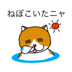 [LINEスタンプ] 上越弁 ねぼこいたニャスタンプ 新潟県