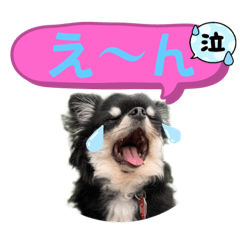 [LINEスタンプ] チワワブラックタンスタンプ16個の画像（メイン）