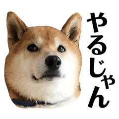 [LINEスタンプ] 柴犬リュウくんのスタンプ③岡山弁編