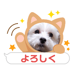 [LINEスタンプ] カワイイマルチーズスタンプ
