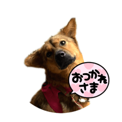[LINEスタンプ] 保護犬おヒメのスタンプ