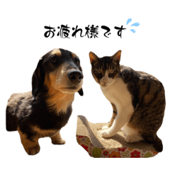 [LINEスタンプ] テン＆シュウ＆茶々丸