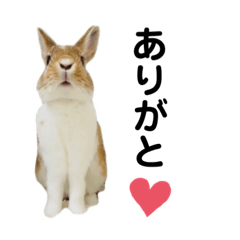 [LINEスタンプ] うさぎのきなこ＊ほっこりスタンプ3