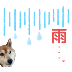 [LINEスタンプ] 柴犬リュウくんのスタンプ⑤お天気編